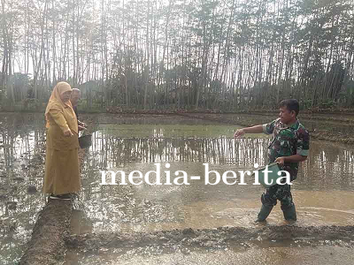 Penebaran Benih Padi Inpago di lahan demplot Kodim 0704 Banjarnegara