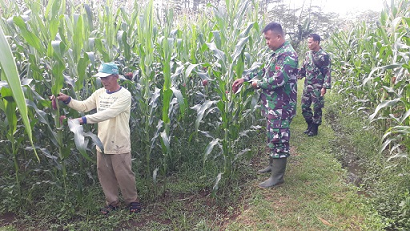 Babinsa Bersama Kelompok Tani Mengecek Pertumbuhan Jagung