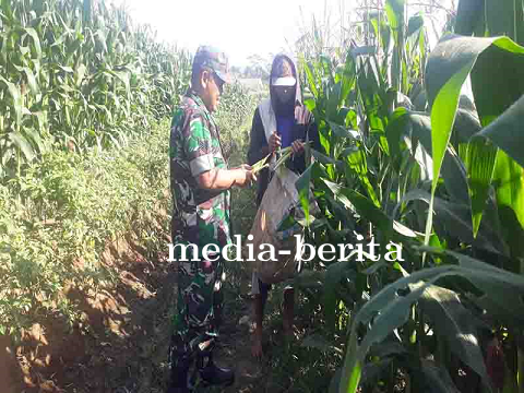 Kegiatan Pengurangan Tongkol Jagung Langkah Nyata untuk Kesejahteraan Petani   