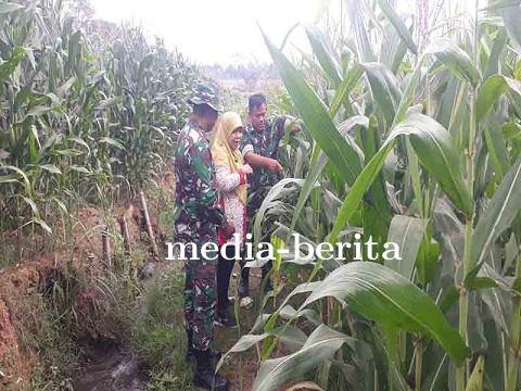 Meningkatkan Produksi Jagung Peran Strategis Batiwanwil dan Koordinator BPP