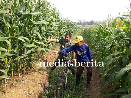 Koordinator BPP Kecamatan Bawang, Ibu Suparti Demplot Jagung untuk Masa Depan