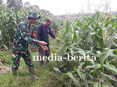 Kelompok Tani Binorong Berhasil Menjaga Tanaman Jagung