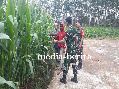 BPP Kecamatan Bawang Siap Memberikan Bimbingan Teknis untuk Hasil Panen Jagung Yang Optimal