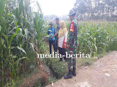 TNI Mendampingi Petani  Semangat Tinggi dalam Penanaman Jagung di Binorong