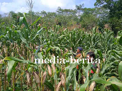 Babinsa Membantu Pemangkasan Daun di Atas Tongkol Jagung