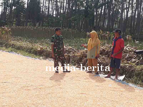 Strategi Efektif Petani Penjemuran Jagung Bisi 18 dalam Bimbingan TNI dan Koordinator BPP