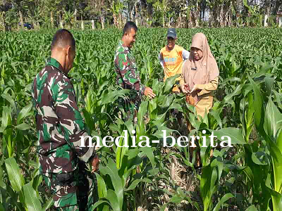 Meningkatkan Monitoring Tanaman Jagung di Demplot Kodim 0704/Banjarnegara untuk Swasembada Pangan