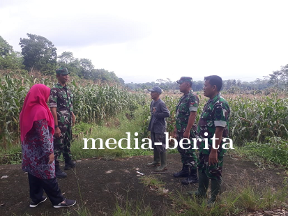 Pemantauan tanaman jagung dilahan demplot