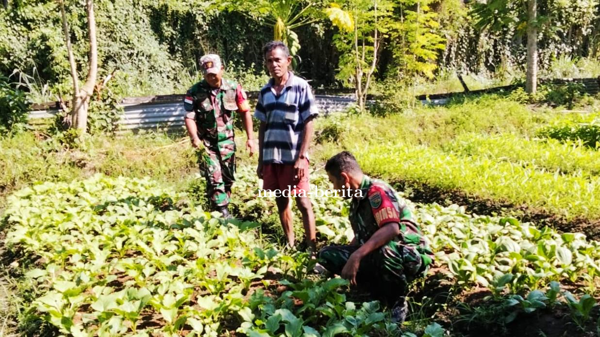 Sinergi TNI dan Petani, Babinsa Sentani Dorong Swasembada Pangan di Kabupaten Jayapura