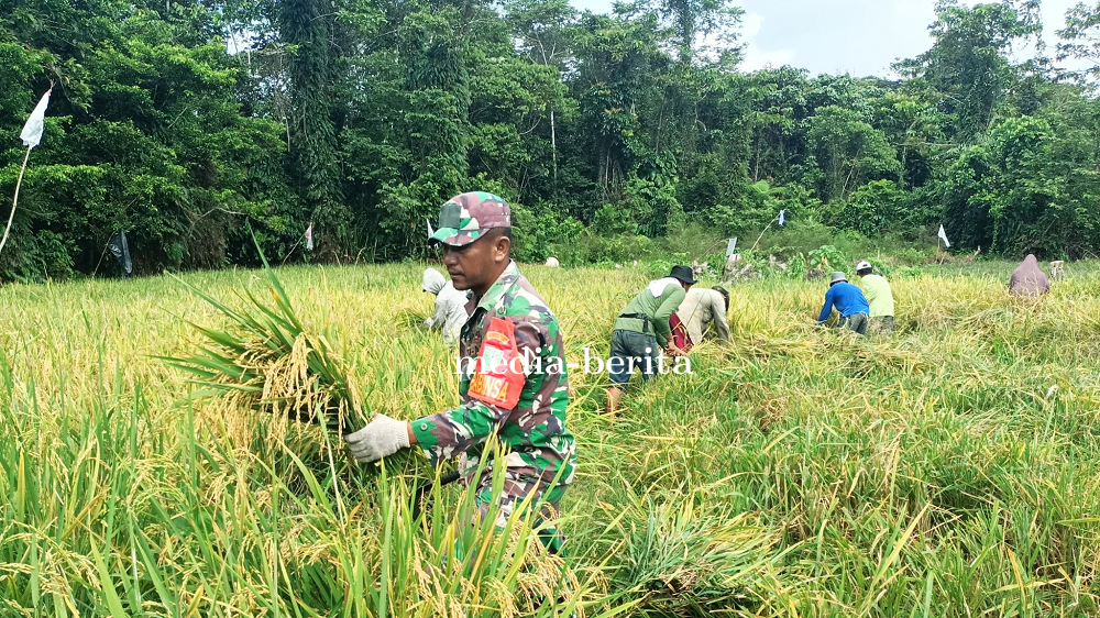 Babinsa Koramil Senggi Hadir di Tengah Petani, Dorong Produktivitas Pertanian di Kabupaten Keerom