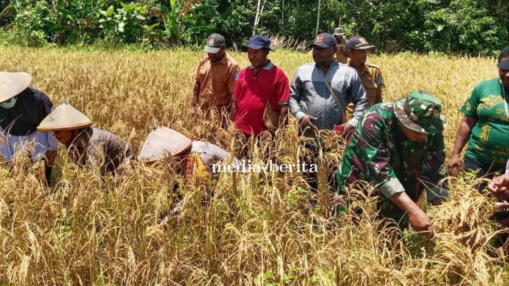 Sinergi Babinsa Nimboran dan Kelompok Tani Nenem Sukses Panen Perdana Padi Gogo