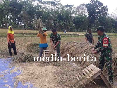 TNI Mendampingi Panen Padi di Tanah Demplot Kodim 0704 Banjarnegara