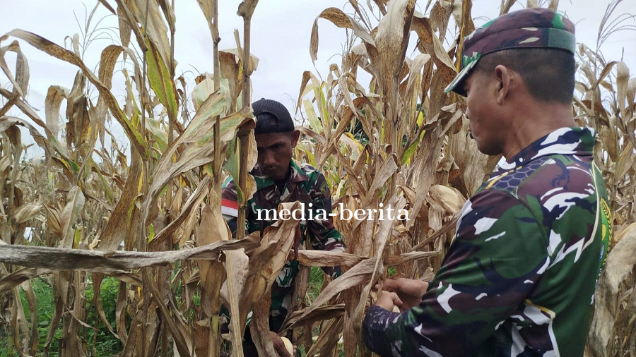 Sulap Lahan Tidur, Koramil 1701-23/Skanto Sukses Panen Jagung Perkasa