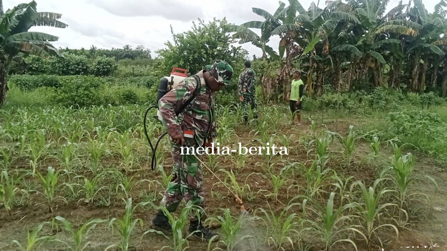 Babinsa Kodim Jayapura Bantu Petani Cegah Hama Jagung di Arso Barat