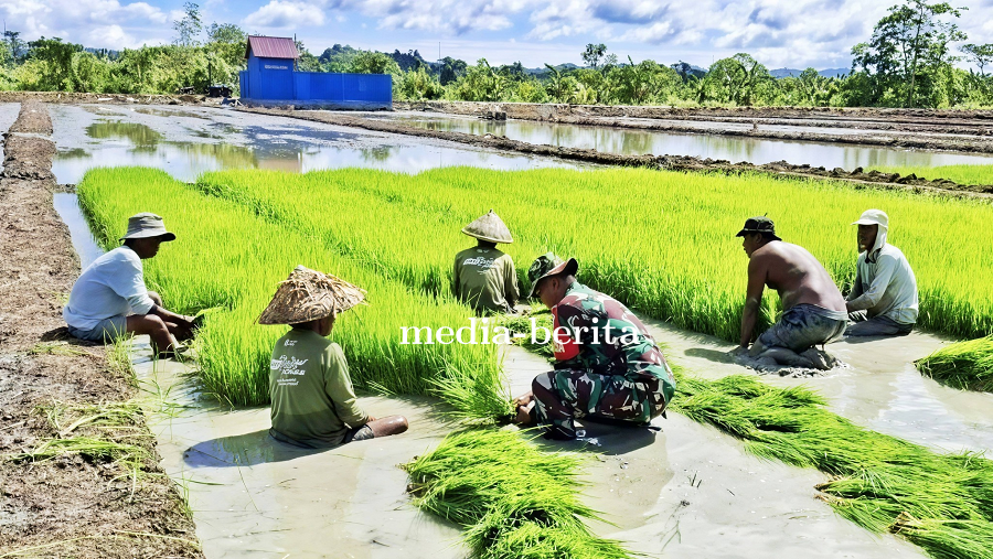 Targetkan Tiga Kali Panen Setahun, Babinsa Skanto Dampingi Petani Tanam Padi