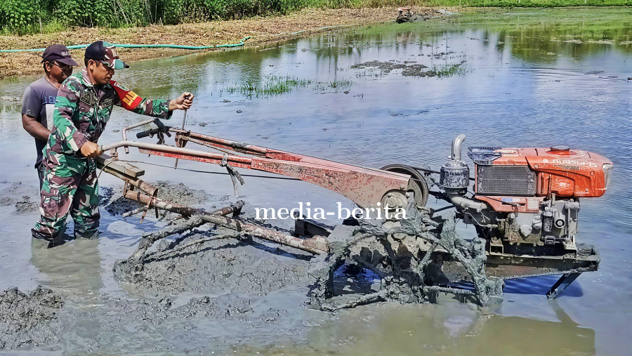 Bantu Bajak Lahan untuk Tanam Padi Inpari, Serda Yosep Turun ke Sawah