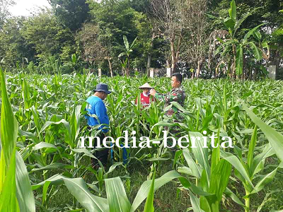 Upaya Kodim 0704 Banjarnegara dan Kelompok Tani Peningkatan Ekonomi dan Ketahanan Pangan