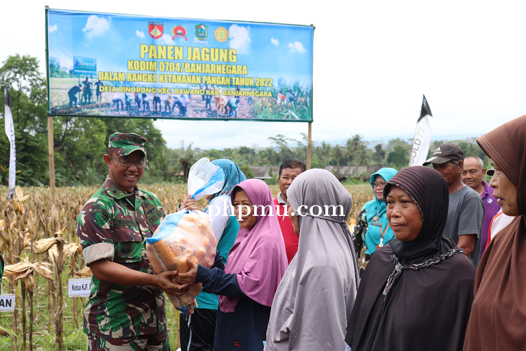 Panen Jagung Di Lahan Demplot Kodim Banjarnegara