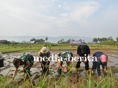 Dandim 0704 Banjarnegara dan Kelompok Tani Tanam Padi di Bantarwaru