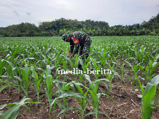 Umur 36 Hari, Tanaman Jagung Demlot Kodim Tegal Tumbuh Subur
