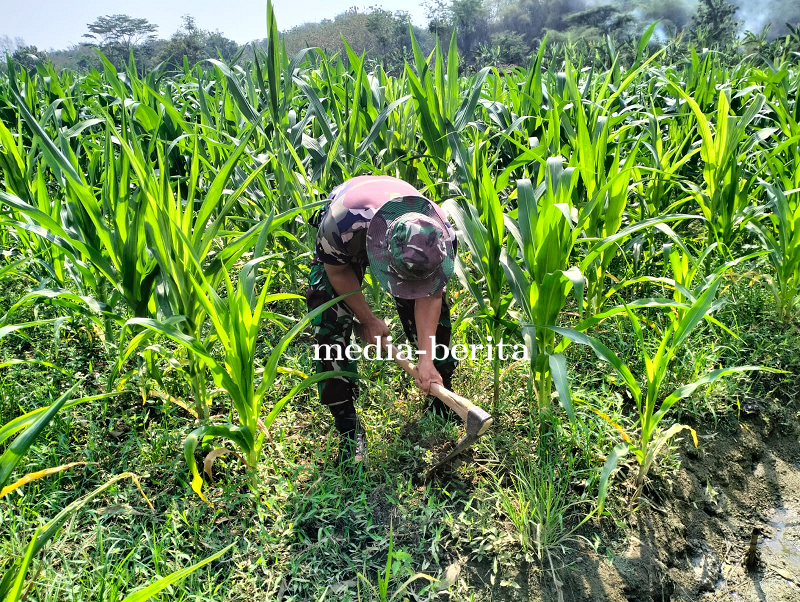 Jaga Pertumbuhan Tanaman Jagung, Babinsa Kodim 0712 Tegal Bersihkan Rumput Liar