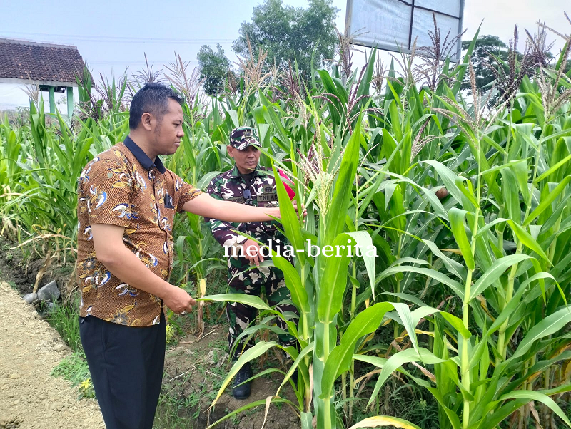 Peduli Warga Binaan, Babinsa Kodim 0712 Tegal Cek Pertumbuhan Tanaman Jagung