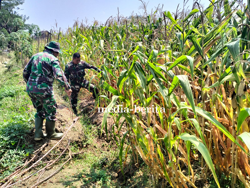 Batiwanwil Kodim 0712 Tegal Pantau Tanaman Jagung
