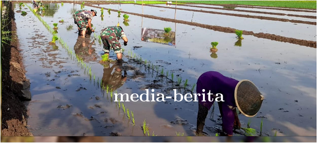 Tingkatkan Ketahanan Pangan, Babinsa Kodim Tegal Bantu Petani Tanam Padi 