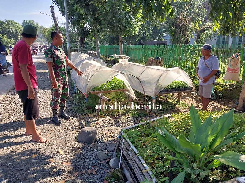Sukseskan Ketahanan Pangan, Babinsa Desa Pangkah Komsos dengan Penjual Benih Sayur dan Tanaman