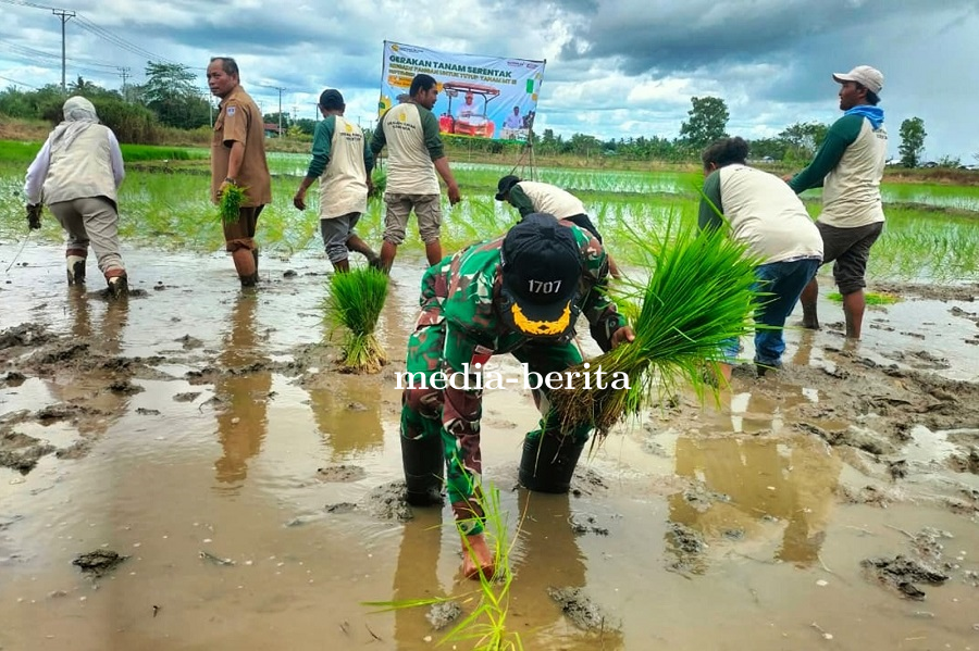 Semangat Petani Merauke: Tanam Padi Serentak Demi Swasembada Pangan Nasional