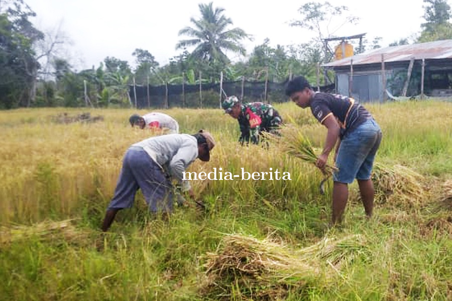 Babinsa Elikobel Turun Ke Sawah, Wujud Nyata TNI Dukung Ketahanan Pangan di Papua Selatan