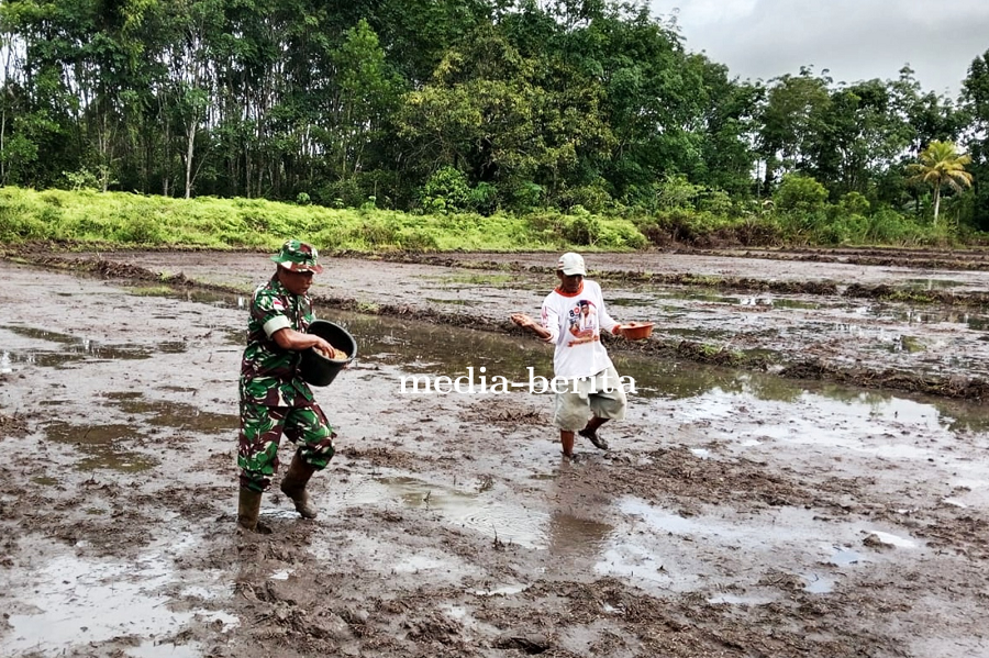 Babinsa Sigabel Jaya Turun ke Sawah, Wujud Nyata TNI Dukung Ketahanan Pangan di Perbatasan