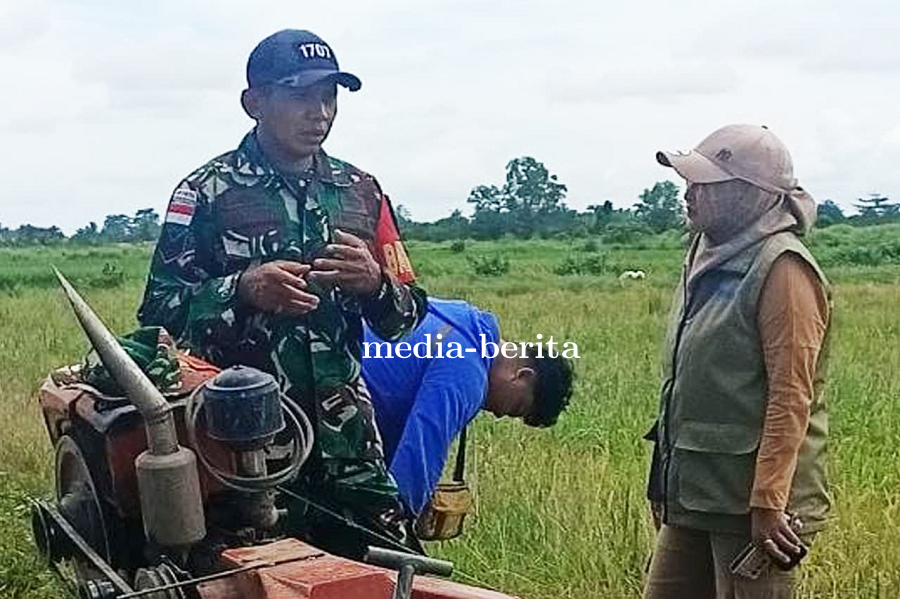 Babinsa Nggutibob Bersama Pimpinan Cabang Bulog Merauke Turun ke Sawah Tinjau Pertanian
