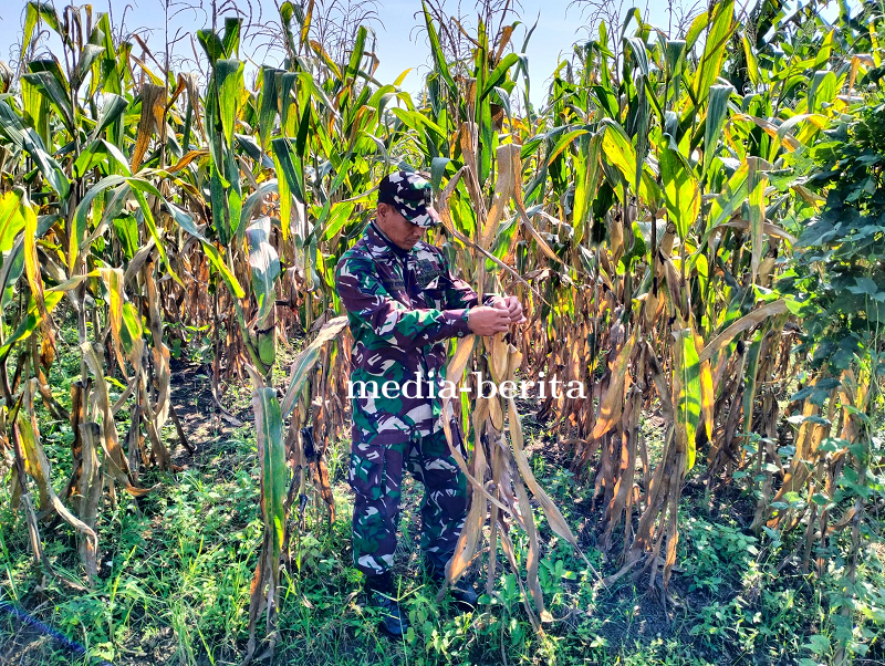 Anggota Kodim Tegal Pantau Tanaman Jagung 