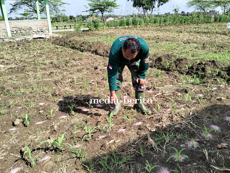 Anggota Staf Ter Kodim Tegal Pantau Tanaman Jagung
