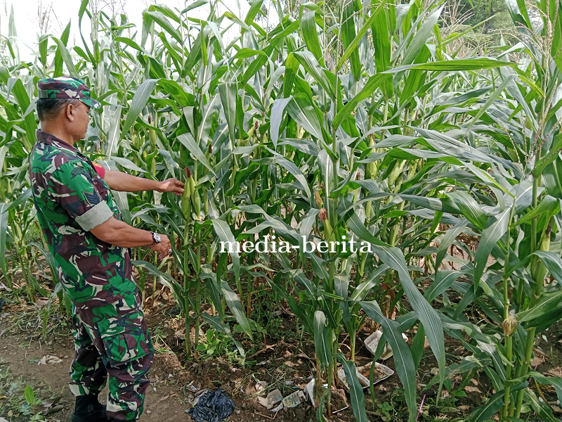 Babinsa Serma Purisno Pantau Pertumbuhan Tanaman Jagung 