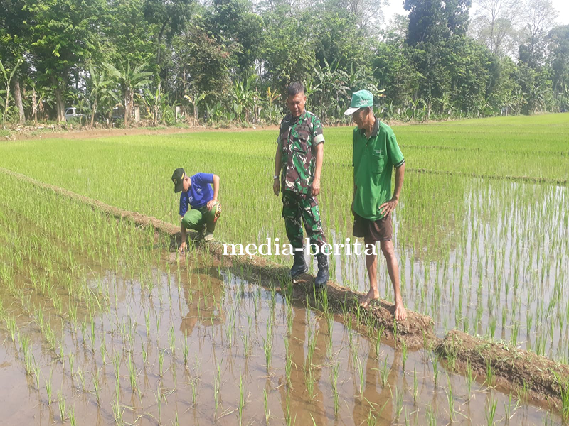Pemantauan Tanaman Padi Protani Dan Protangguh Di Demplot Kodim