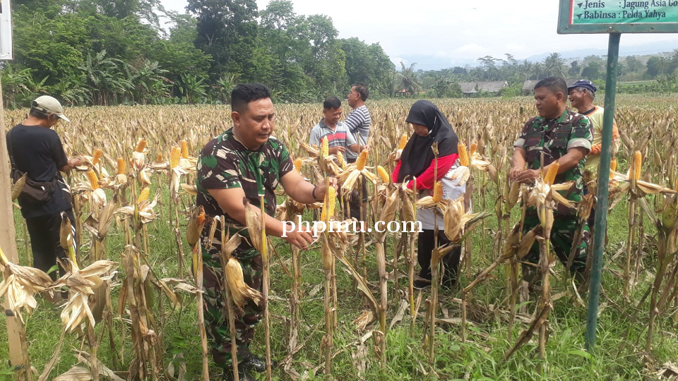 Pelepasan Klobot Kulit Jagung Asia Gold 77