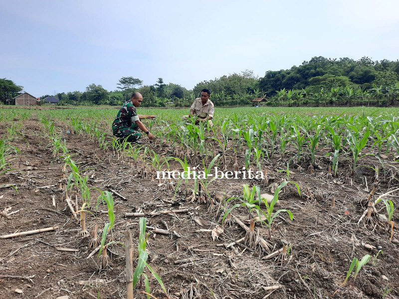 Perawatan Secara Intensif Tanaman Jagung di Lahan Demlot Kodim Tegal