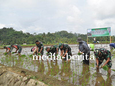 Dandim 0704 Banjarnegara Tanam Padi Protani untuk Program Ketahanan Pangan