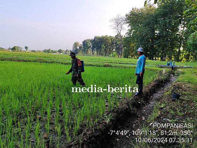Babinsa Koramil Margasari Lakukan Pendampingan Penyemprotan Padi