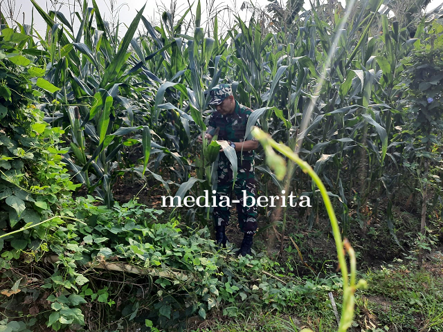 Serka Rudi Pantau Tanaman Jagung Umur 70 Hari