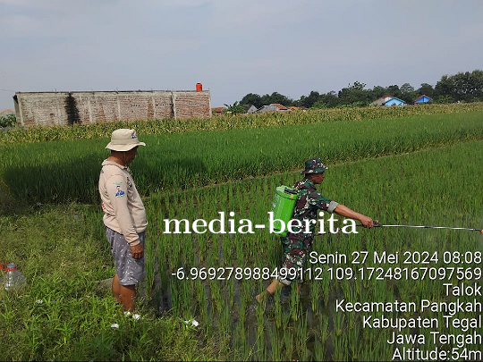Babinsa Koramil Pangkah Bantu Petani Lakukan Penyemprotan Dan Pemupukan Tanaman Padi