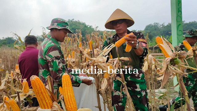 Panen Raya Jagung Pada Masa Tanam Ke 1 Tahun 2024