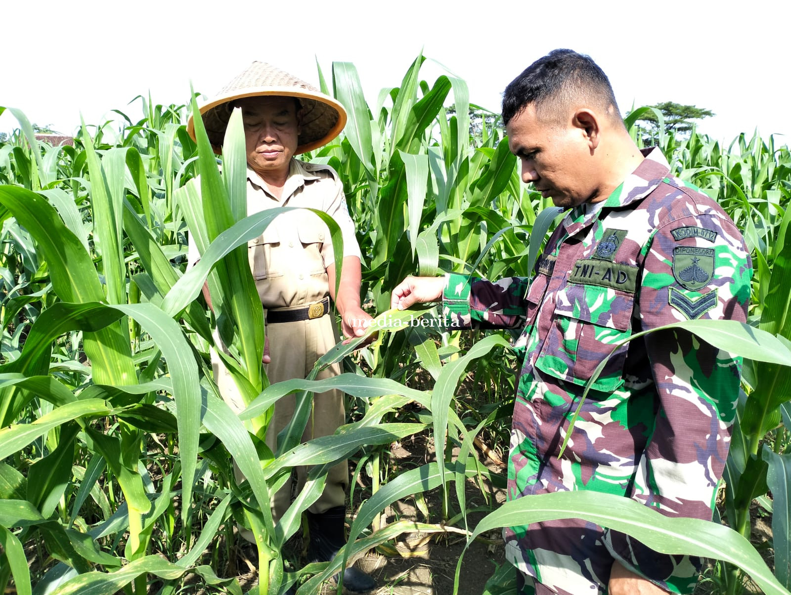 Bati Wanwil  Bersama Babinsa dan Kelompok Tani Mengecek Pertumbuhan Jagung