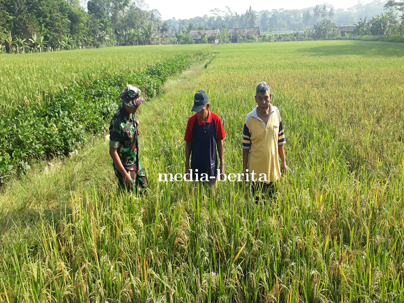 Babinsa Mendampingi Petani Pantau Pertumbuhan Tanaman Padi