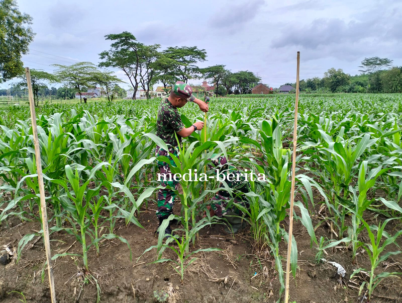 Kondisi Tanaman Jagung Ketahanan Pangan Kodim 0712 Tegal Tumbuh Subur