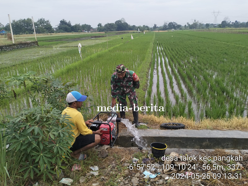 Dukung Program Ketahanan Pangan, Babinsa Koramil Pangkah Damping Program Pompanisasi Lahan Pertanian