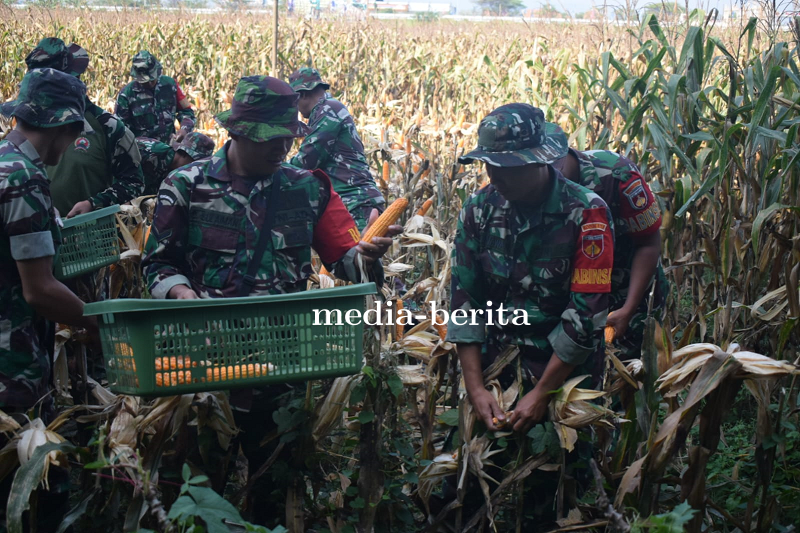 Kodim Tegal Bersama Gapoktan Panen Jagung Masa Tanam Ke III