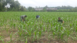 Penyiangan  Di Lahan Demplot Tanaman Jagung